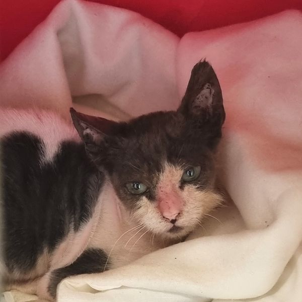 SPCA kitten recovering