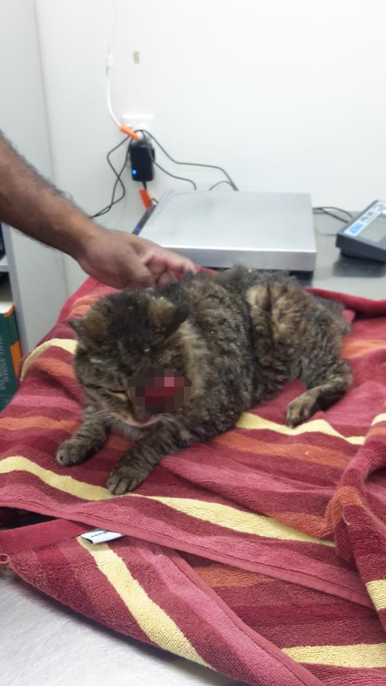 Woman prosecuted by SPCA for not providing medical care for her chronically ill cat