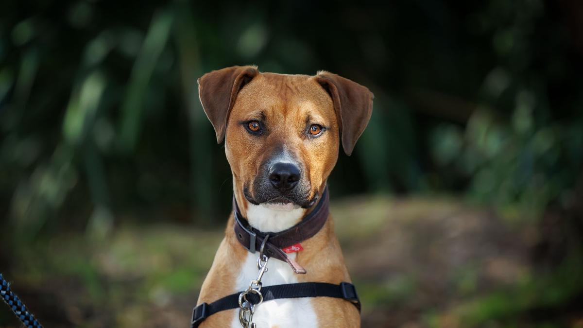 Elections 2023: where political parties stand on animal welfare issues