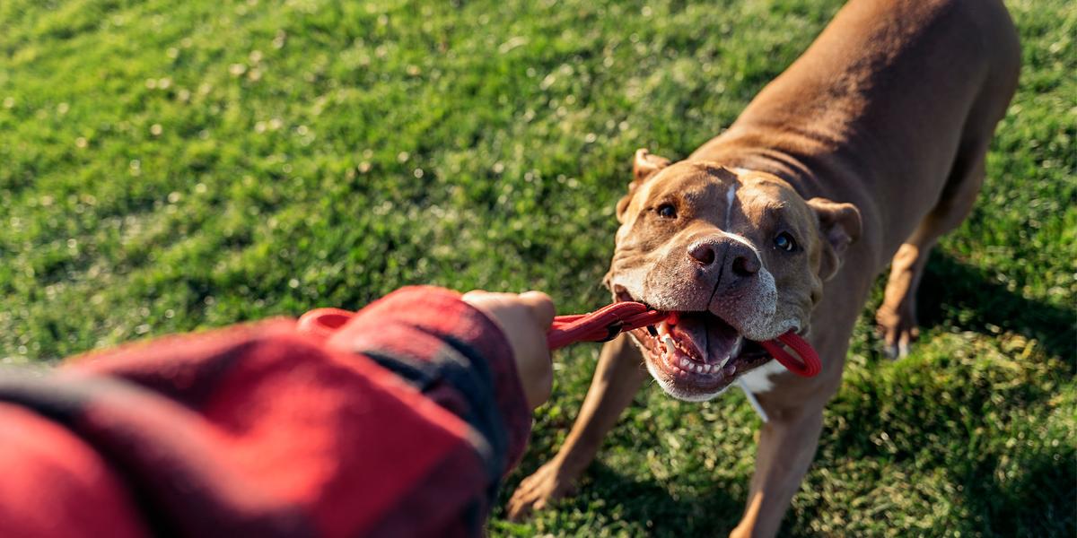 Calling all dog lovers – SPCA holds national half-price adoption campaign on canines 