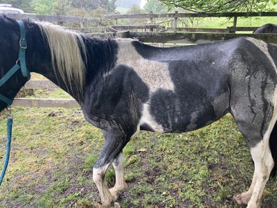 Man ordered to forfeit three horses over neglect  