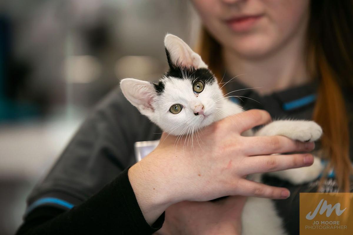 The positive power of pet ownership