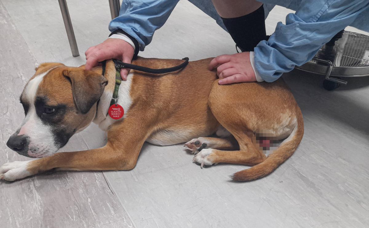 Man sentenced over horrific backyard castration of pet dog