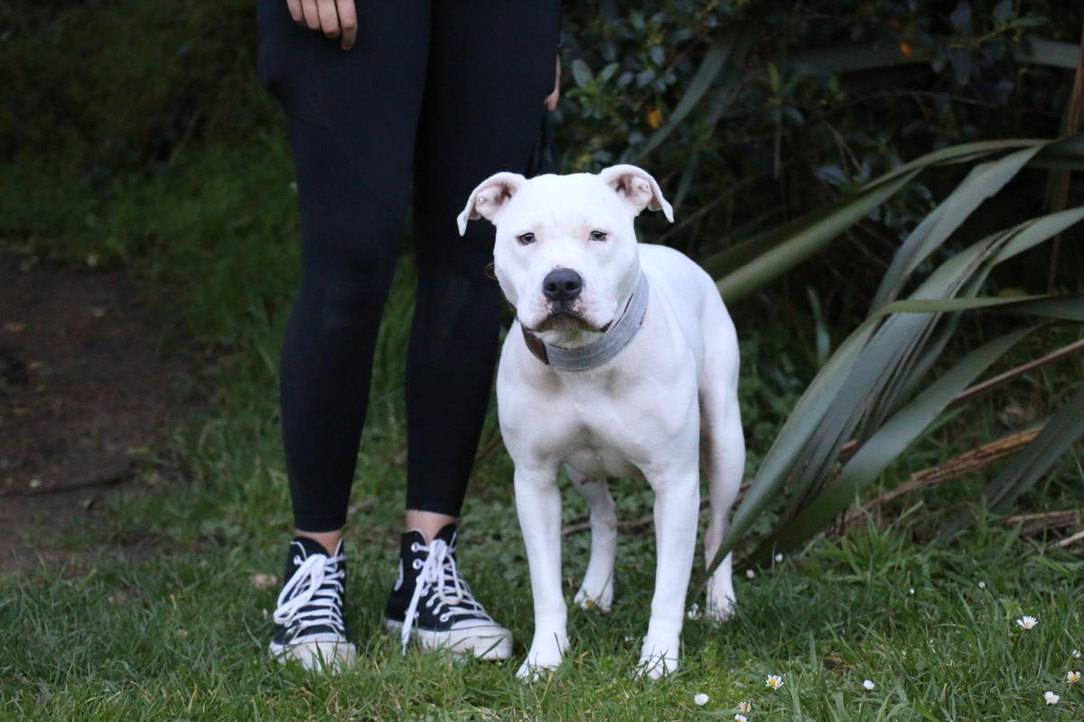 15,000 sign SPCA’s second plea for Govt to Break the Chain 