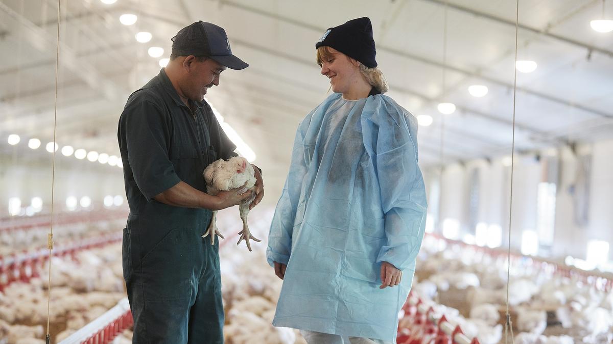 100% of Ingham’s chicken now SPCA Certified 