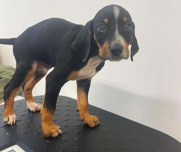 Griffin was unable to bear weight on his injured leg.