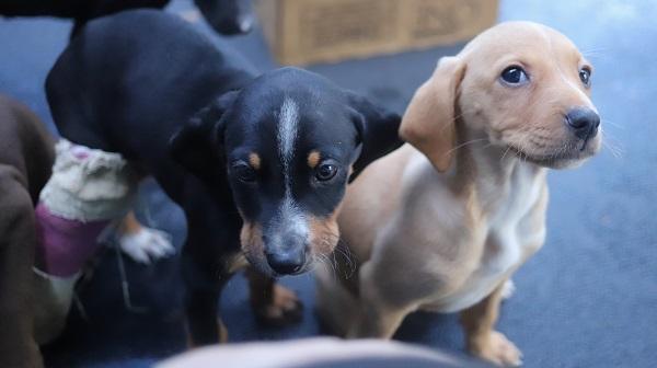 Griffin (left) required a cast for 5 weeks.