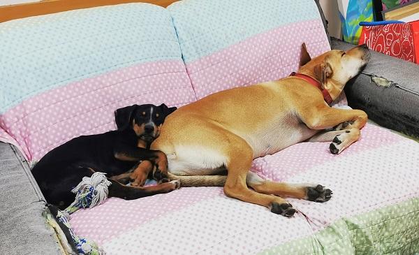 Griffin loves his new sibling Nalu.