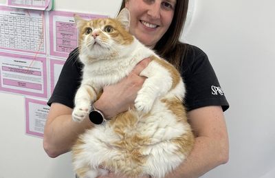 Pet obesity awareness: Harry’s story