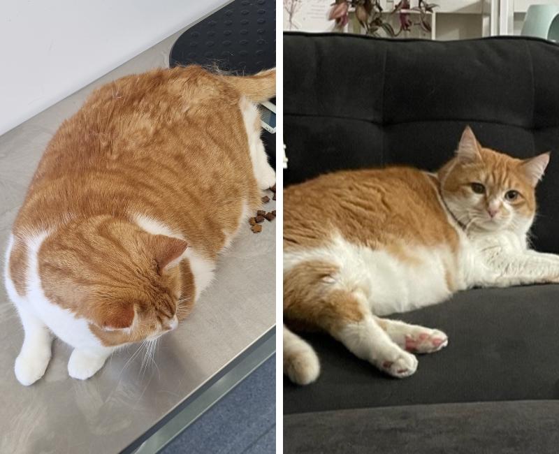 Obese cat in SPCA care