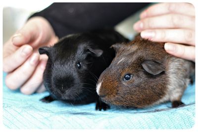 Guinea Pigs - 5 myths busted