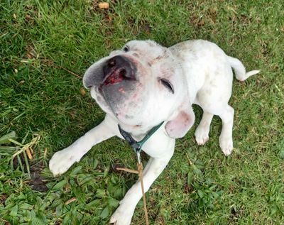 Six-month-old puppy euthanised after brutal treatment from owner