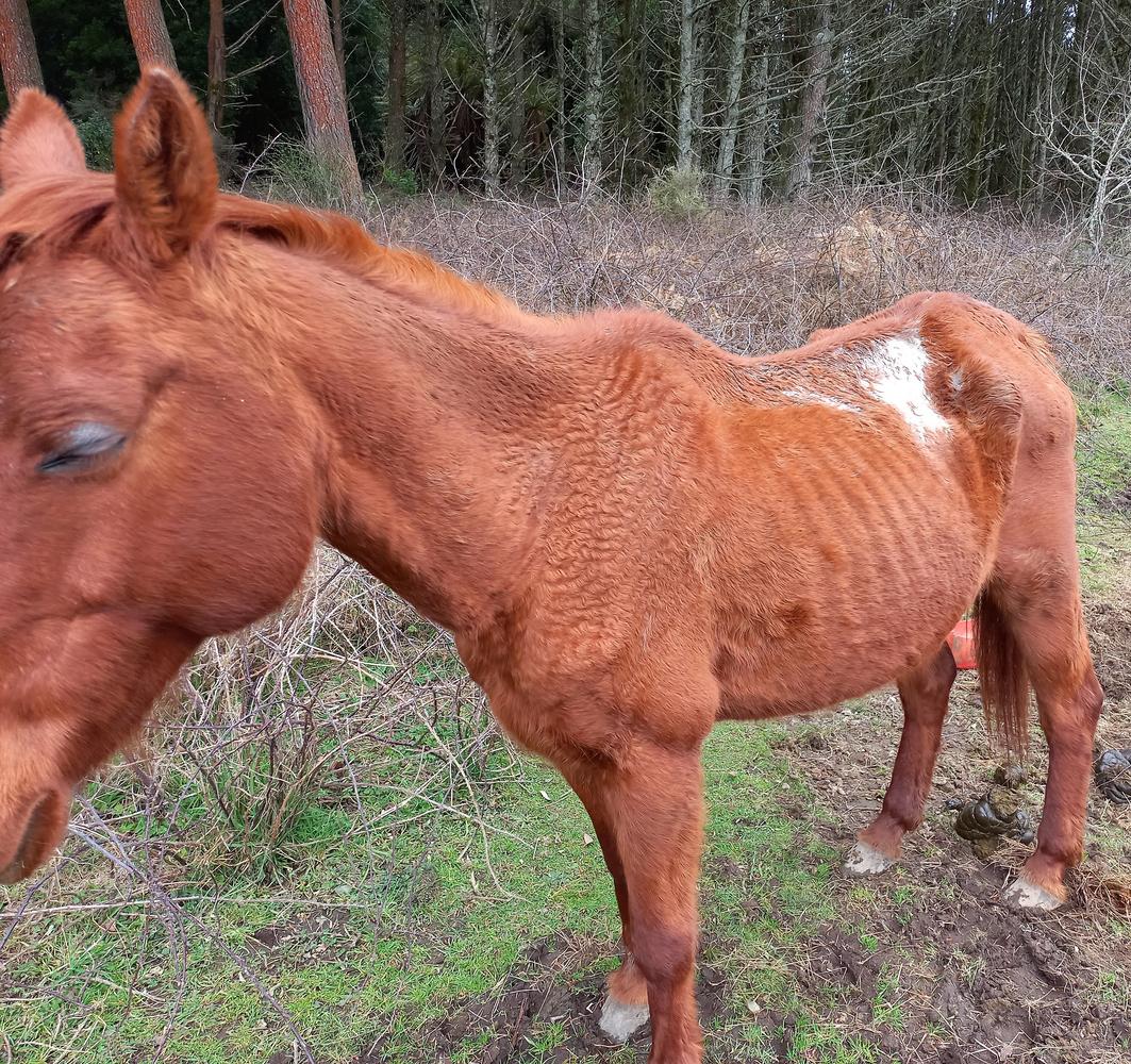From the brink of death to fields of joy