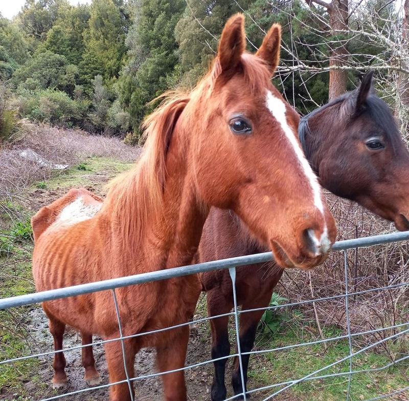 Sugar and Spice found abandoned and emaciated in a field.