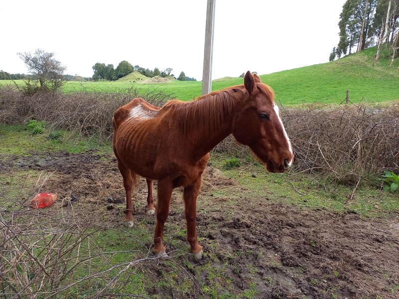Spice was very poorly and desperate for medical attention.
