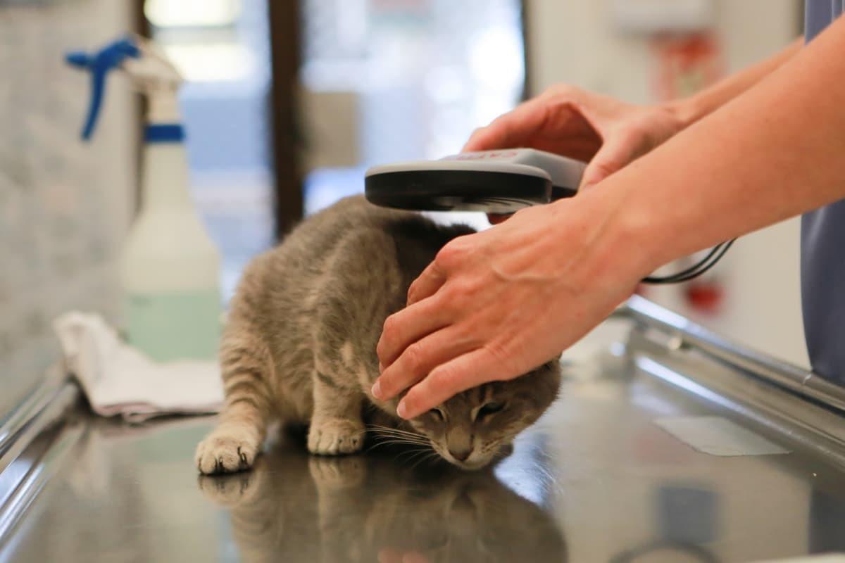 Microchipping your pets is a great way to keep them safe in the event of an emergency.