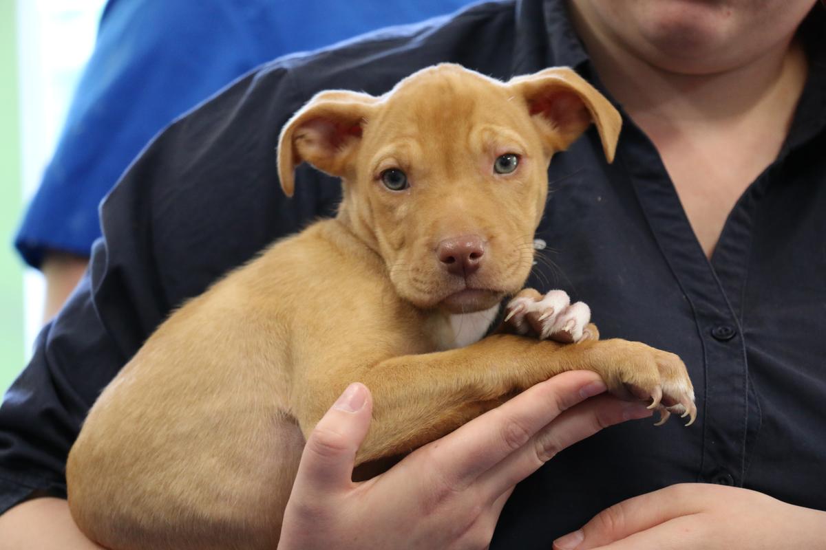 SPCA debunks myths around reduced-fee adoptions