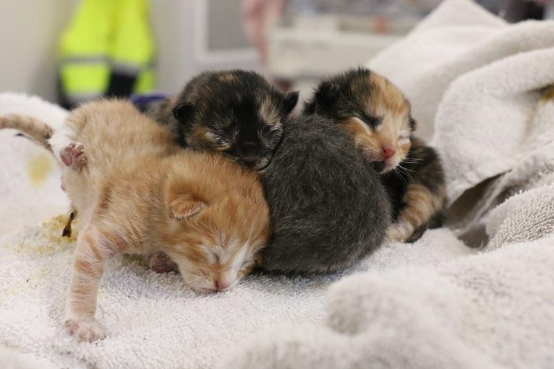 Four newborn kittens at SPCA