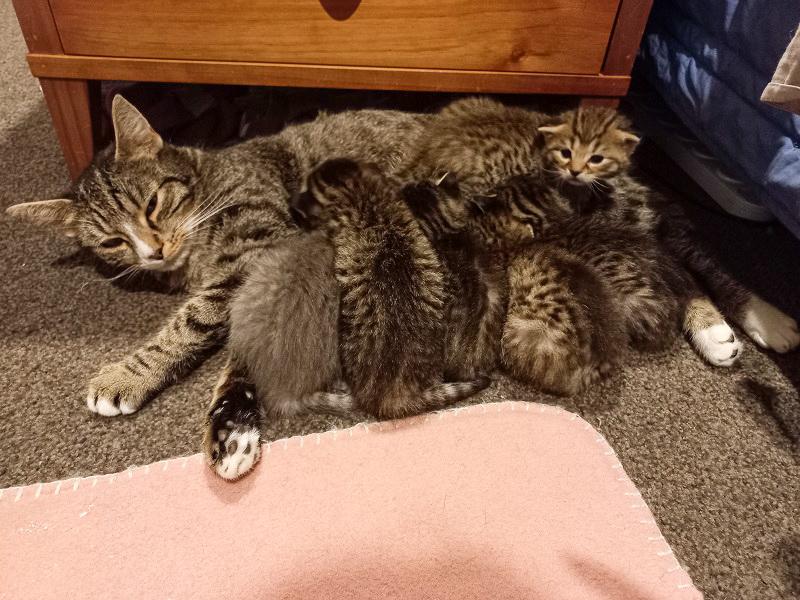 Cat nurses kittens in foster care