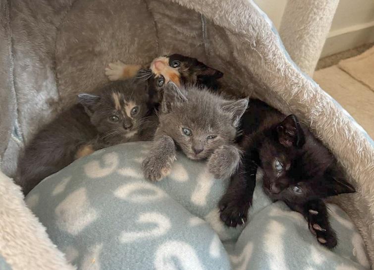 Four kittens in foster care