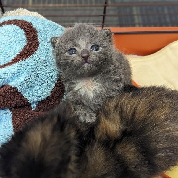 Their eyes recently opened, the litters' playful curiosity is starting to shine through