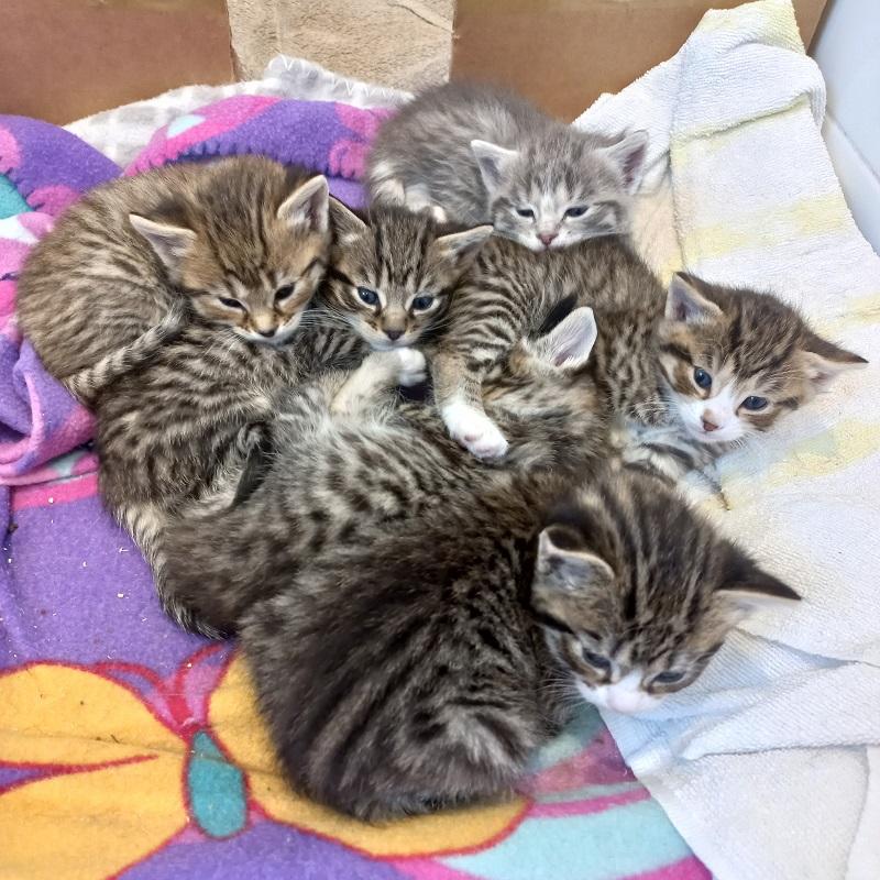 Ladybird's six kittens in foster care