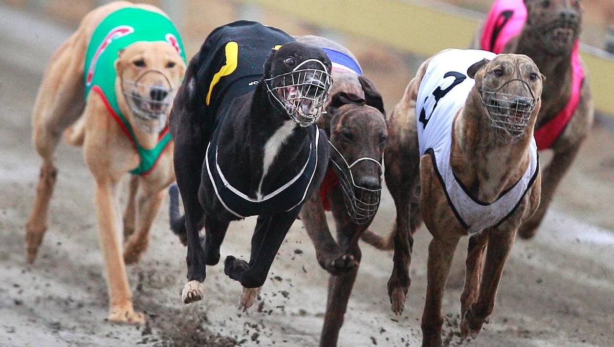 The final lap: Commitment to end Greyhound racing must be honoured