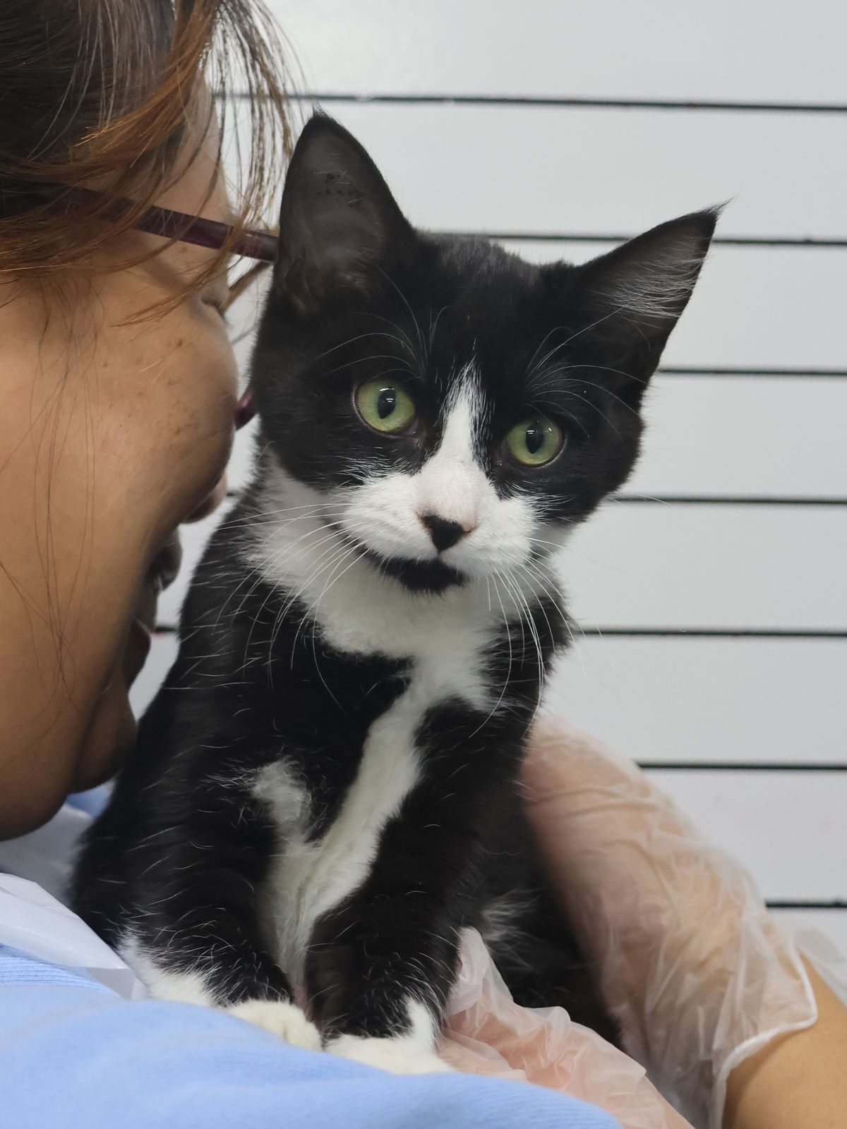 Gallery image: Kittens Available For Adoption - Hamilton