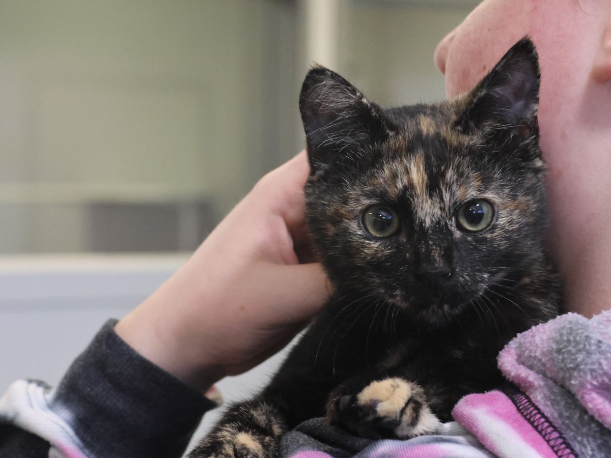 Gallery image: Kittens Available For Adoption - Hamilton