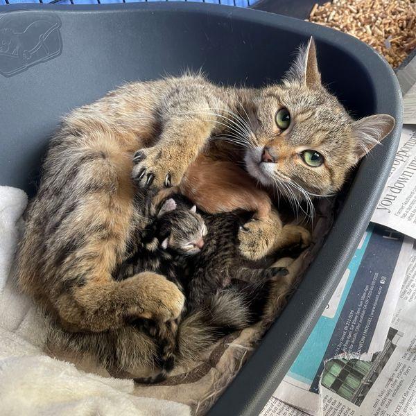 SPCA cat with newborn litter of kittens