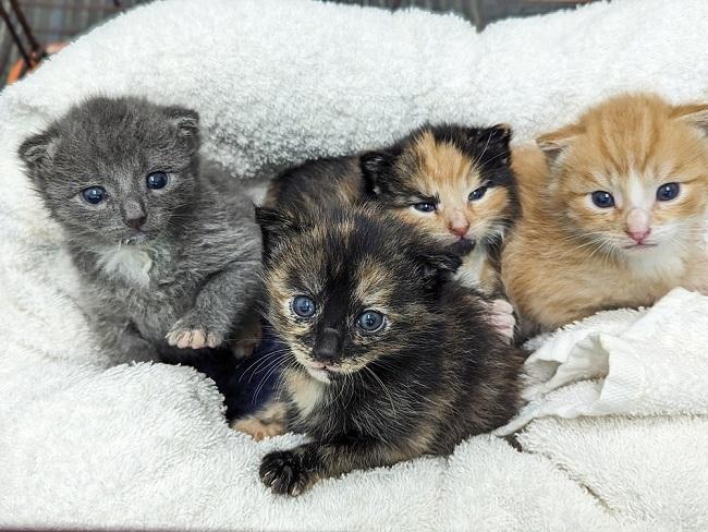 Litter of SPCA foster kittens