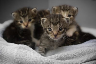 Animal name - animal breed