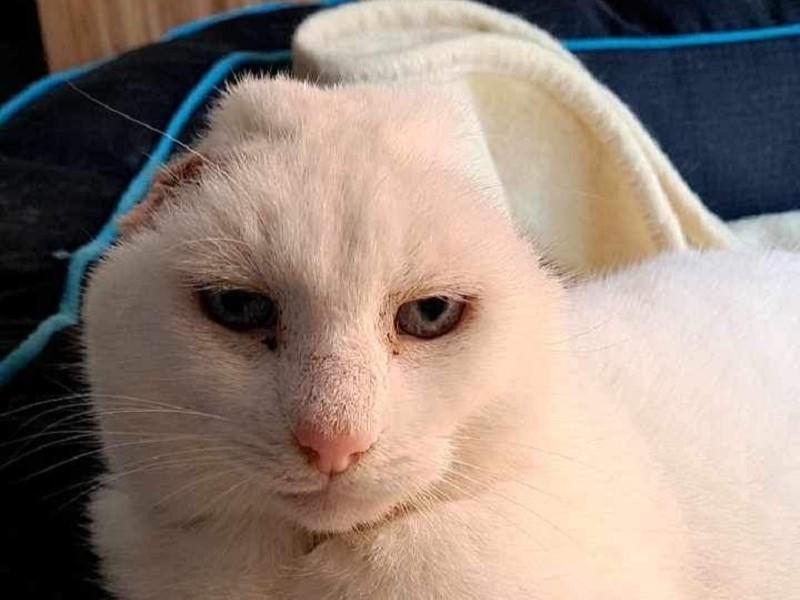 The danger of sun damage for our pets – Wilbur’s story