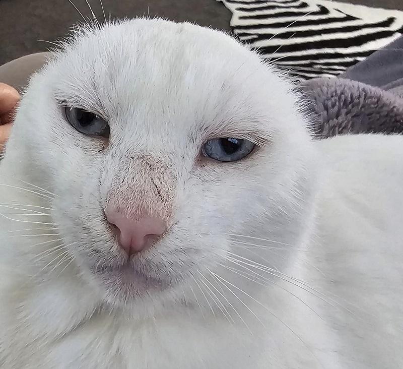 Wilbur living the good life in his forever home