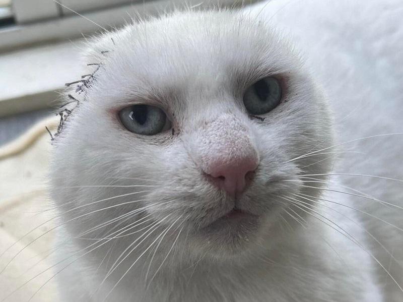 Wilbur recovering post-surgery