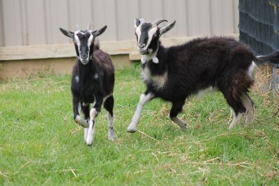 Success Story: Daisy and Diddly