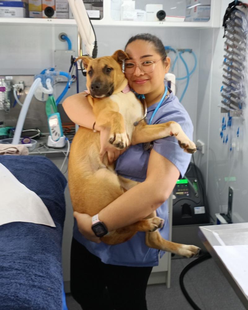 Gallery: SPCA Mobile Desexing Clinic staff