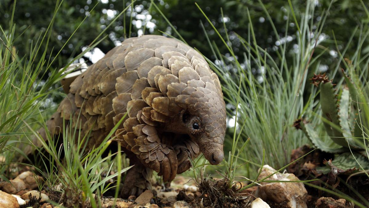 The world's most trafficked animal