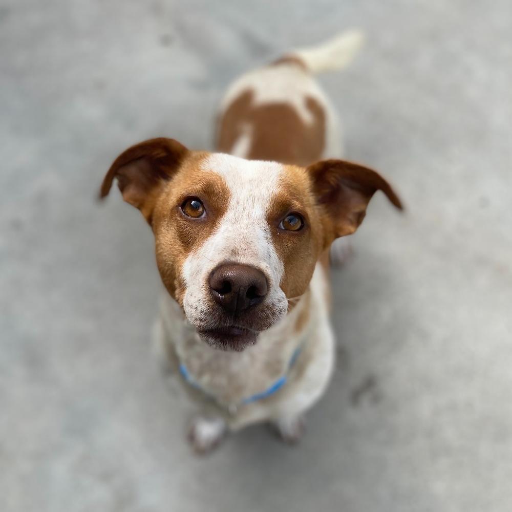 Hundreds of Kaitaia animals to benefit from SPCA desexing partnership 