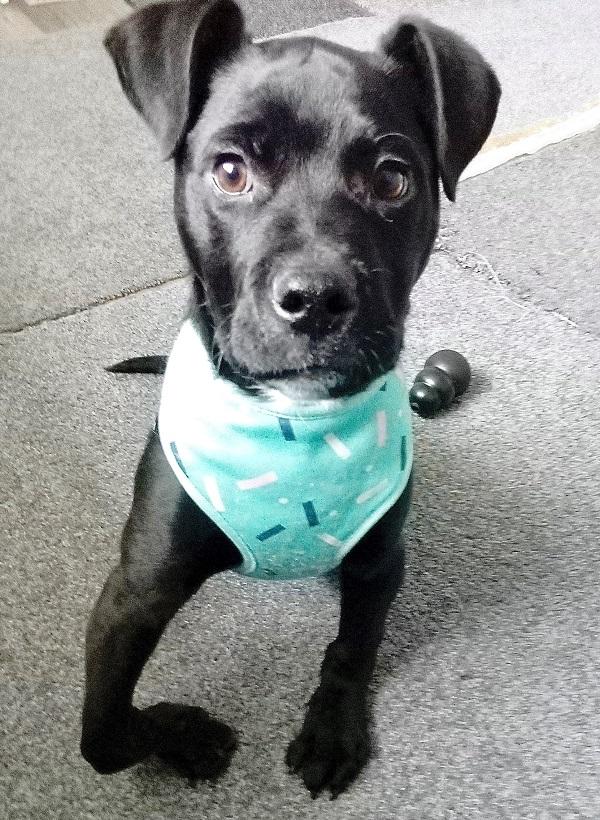 Bowie was unable to walk properly on his front legs.