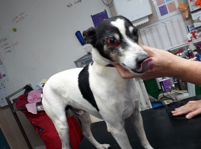 SPCA prosecutes man after he leaves his dog with untreated eye injury for months