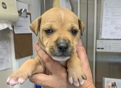 Auckland parvo outbreak sparking serious welfare concerns 