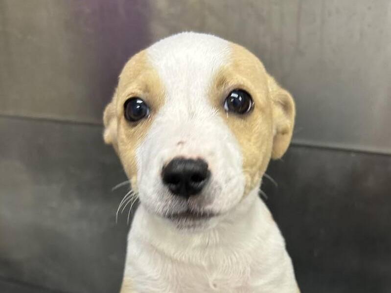 From rescued to rehomed: Cookie’s story