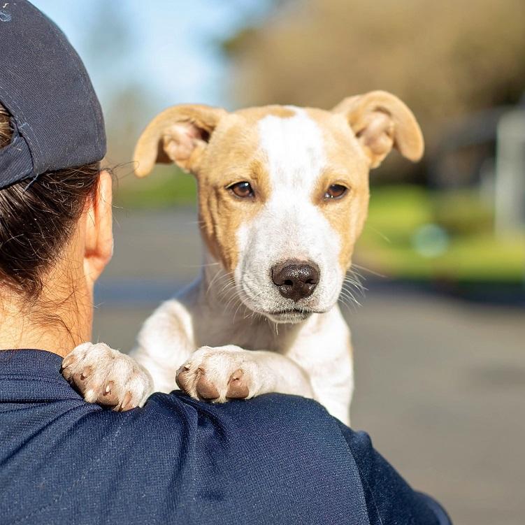 Cookie came to visit our team and animals to build her confidence.