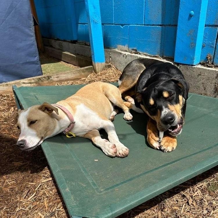 Cookie loves her day care play dates with her brother Nigel.