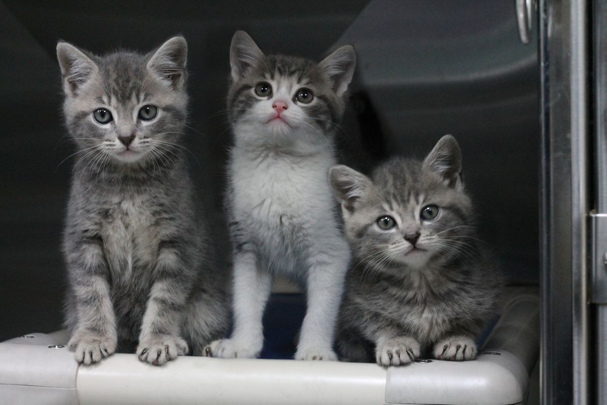 Gallery image: Kittens Available For Adoption - Hobsonville
