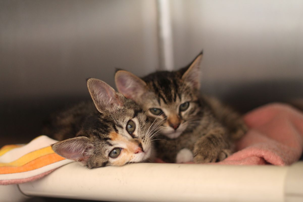 Gallery image: Kittens Available For Adoption - Hobsonville