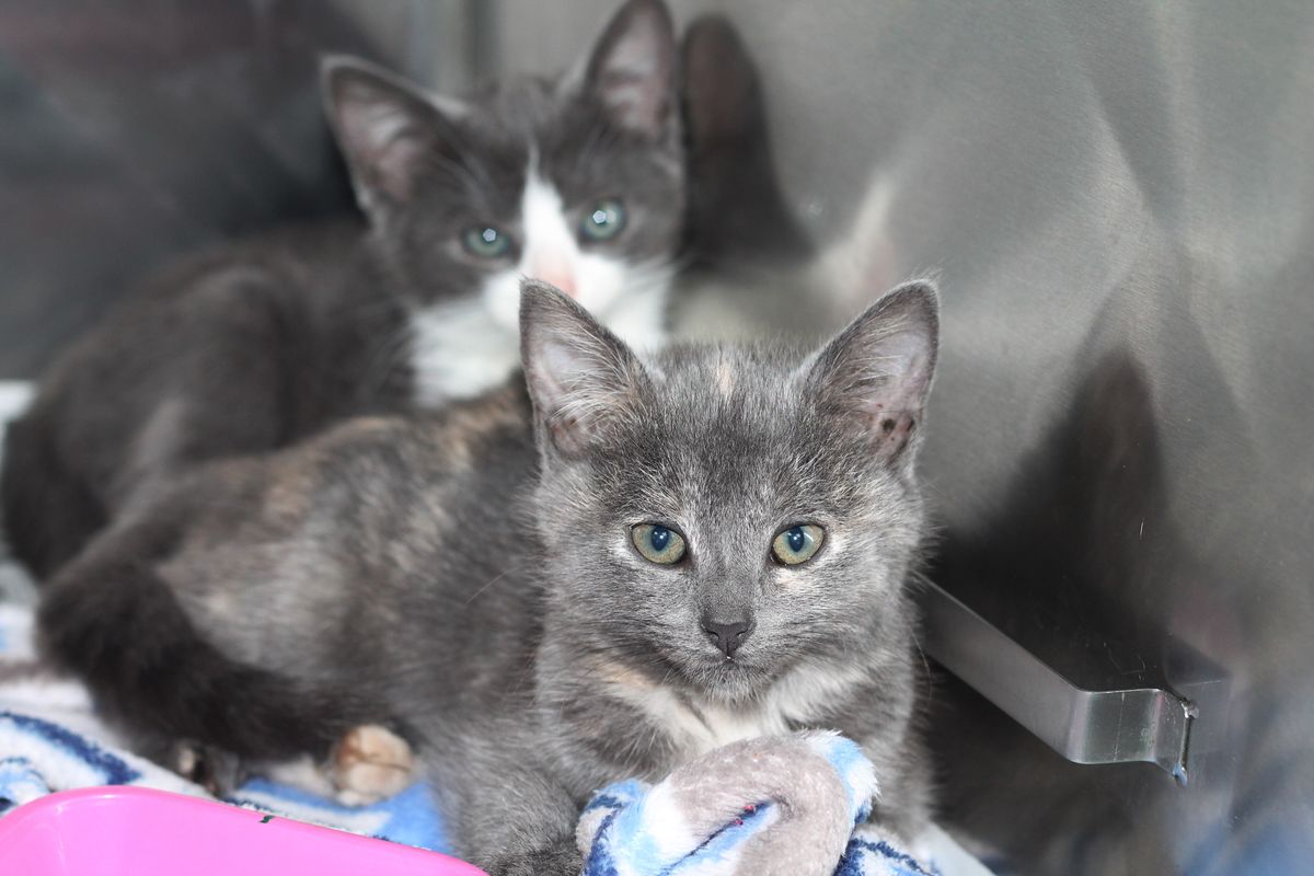 Gallery image: Kittens Available For Adoption - Hobsonville