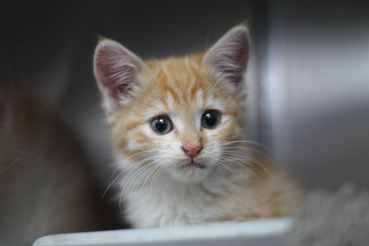 Gallery image: Kittens Available For Adoption - Hobsonville