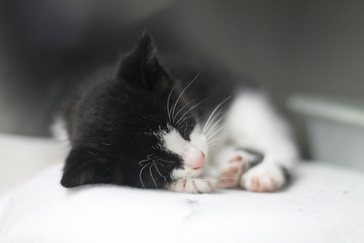 Gallery image: Kittens Available For Adoption - Hobsonville